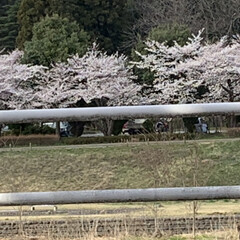 車中花見/春風/桜並木 こんばんは^ ^

桜がほぼ満開です🌸
…(6枚目)