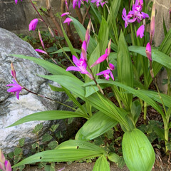 季節の花/庭の花 庭のシャクナゲが咲いています(^^)
紫…(4枚目)