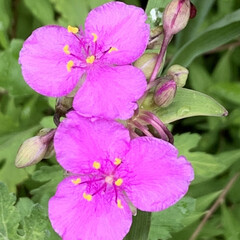 オオムラサキツユクサ/紫陽花/オトギリソウ/ギボウシ 今日の庭のお花
1枚目はすごいピンクに撮…(1枚目)