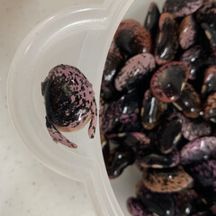 紫花豆/保温調理/シャトルシェフ 紫花豆を煮ました❣️

2枚目、洗った時…(2枚目)