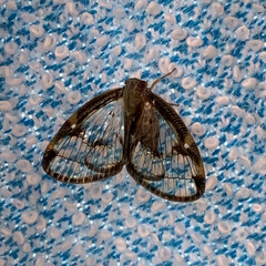 晩夏/セミの抜け殻/昆虫/スケバハゴロモ/初めて見る虫 外に干したタオルに虫が😱
羽根が透けて…