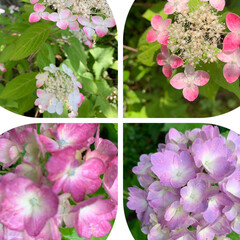 オオムラサキツユクサ/紫陽花/オトギリソウ/ギボウシ 今日の庭のお花
1枚目はすごいピンクに撮…(2枚目)