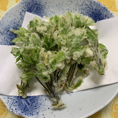 春の味わい/天ぷら/コシアブラ/山菜/初物 今年初 コシアブラいただいたので天ぷらに…(1枚目)