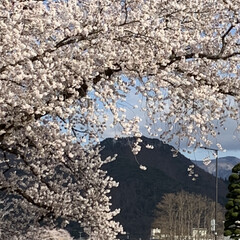 車中花見/春風/桜並木 こんばんは^ ^

桜がほぼ満開です🌸
…(1枚目)