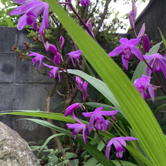 庭のお花 庭のお花🌸

紫蘭もようやく咲きました❣…(5枚目)