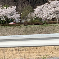 車中花見/春風/桜並木 こんばんは^ ^

桜がほぼ満開です🌸
…(5枚目)