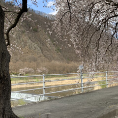 車中花見/春風/桜並木 こんばんは^ ^

桜がほぼ満開です🌸
…(7枚目)