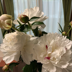 季節の花/芍薬/切り花 昨日お友達から芍薬の切り花をいただきまし…(2枚目)