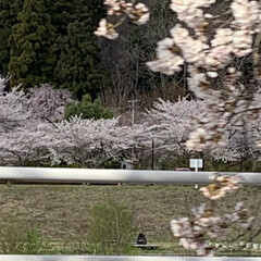 車中花見/春風/桜並木 こんばんは^ ^

桜がほぼ満開です🌸
…(3枚目)