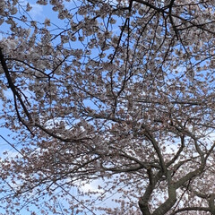 車中花見/春風/桜並木 こんばんは^ ^

桜がほぼ満開です🌸
…(2枚目)