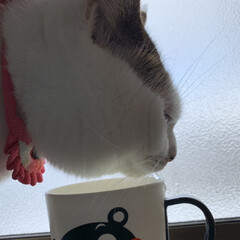 羊毛フェルト/先住黒猫/まるの日常 洗面台に居ると必ず窓際に登ってきて水を飲…(1枚目)
