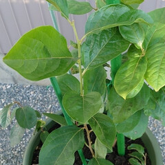 ガーデニング植物/次のコンテストはコレだ！ 早く芽を出せ柿の種。出さぬと鋏でちょん切…(1枚目)