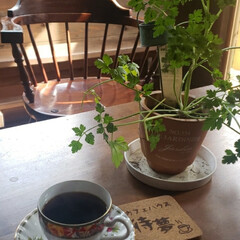珈琲/モーニングコーヒー/植物/自然 連貼りごめんねー💦

毎日の日課ですが花…(1枚目)