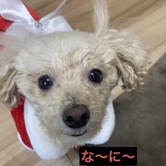 出発/クリスマス/🍘/トイプー/トイプードル/犬/... おはようございます🌞
お天気です＼(^o…(2枚目)