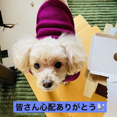 おいた/ダンボール/トイプードル/トイプー/華音 こんにちはヽ(^0^)ノ
昨日は華音の件…