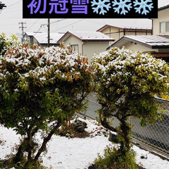 トイプードル/トイプー/お散歩/華音/初冠雪/雪/... おはようございます❄❄
夜中の雨が❄にな…(4枚目)