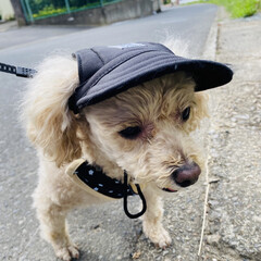 散歩/華音/トイプー/トイプードル/犬 こんにちは🎶
気温33℃暑いです💦💦

…(2枚目)