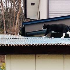 ハラハラ/屋根の上/野良クロちゃん/野良猫/猫 おはようございます🤗

庭の掃除してたら…(5枚目)