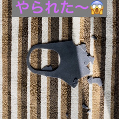 破壊王/マスク/トイプー/トイプードル/犬/華音 おはようございます。🌞
風が強いです彡(…