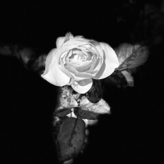 庭の花/バラ やっとバラが咲きました🤗
1枚目は白黒で…(1枚目)
