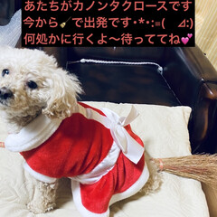 出発/クリスマス/🍘/トイプー/トイプードル/犬/... おはようございます🌞
お天気です＼(^o…(5枚目)