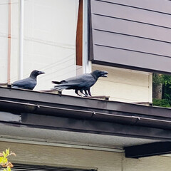 飛行/子育て/鳥/カラス こんにちは🎶
朝方までの雨もあがり、ムシ…