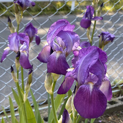 庭/花/紫色 今日も1日お疲れ様でした。🍺ー(・∀・)…(2枚目)