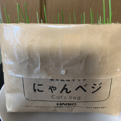猫草栽培キット にゃんベジリフィル ハリオ HARIO | ハリオ(猫草)を使ったクチコミ「にゃんベジ🌱
生えて来ました！
お待たせ…」(1枚目)