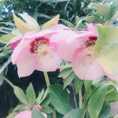 ピンク お庭のクリスマスローズ🥀

花言葉は〜い…(1枚目)