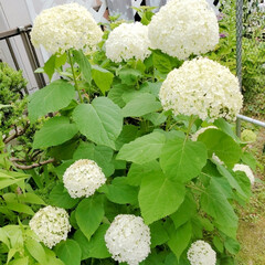 庭のお花/garden/白のドライフラワーにしたい/アナベル 庭のアナベルが沢山咲いています。白のドラ…(1枚目)
