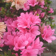 さつき/咲き分け/我が家の庭の花と木/フォロー大歓迎 さつきが  満開です✨✨

ん？！
ピン…(1枚目)
