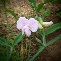 やっと咲きました/スイートピー/我が家の庭の花/フォロー大歓迎 植えつけて 2年！
や～っと スイートピ…(1枚目)
