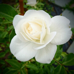 純白のバラ/バラ/我が家の庭の花 純白のバラ✨✨
我が家の庭の中で 一番輝…(1枚目)