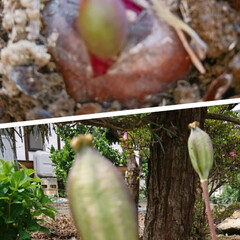 春よ来い/チューリップの種/チュリップの芽/チューリップ/庭/住まい/...  寒い一日でしたね。庭に植えてあるチュー…(1枚目)