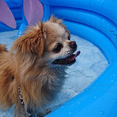 犬の水遊び/チビッ子プール/フォロー大歓迎/夏対策/犬 暑い毎日が、続いていますね💦

我が家の…(2枚目)