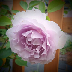 ブルーミスト/薄紫のバラ/バラ/我が家の庭の花 薄紫のバラ🌹

&quot;ブルーミスト&quot;

ふわ…(1枚目)