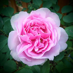 ピンクのバラ/ふわふわピンクのバラ/バラ/我が家の庭の花 今日のバラは  ふわふわピンク💟

これ…(1枚目)
