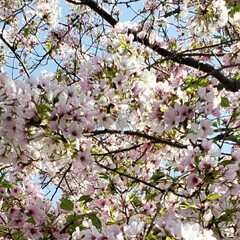 お花大好き/季節の花/桜の木 今年も見れました〜🌸


毎年綺麗に咲い…(2枚目)