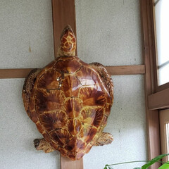インパクト大/フォロー大歓迎/亀/我が家の玄関/玄関あるある/動物モチーフグッズ/... 我が家の玄関には
おっきな亀が🐢
…