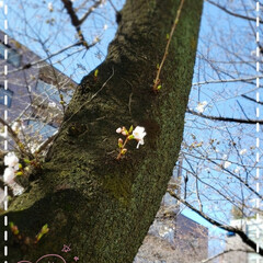 春/桜の芽/桜の花/リミアのある暮らし/フォロー大歓迎/新生活/... 今日も素敵な一日になりますように(♥Ü♥…(1枚目)