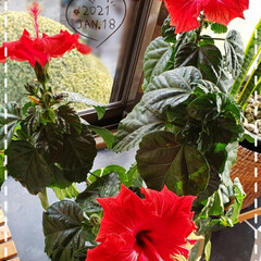 続々開花/鉢植え/元気パワー/元気の源/元気に咲く花/ガーデニング/... 今日も素敵な一日になりますように(♥Ü♥…