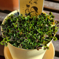 花のある生活/花のある暮らし/鉢植え/四葉のクローバー/クローバー/しあわせみいつけた しあわせみいつけた🍀。:°ஐ..♡*
…