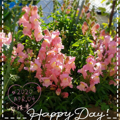 心の癒し/お花大好き/花のある暮し/花のある生活/わが家の庭の花/春/... 今日も素敵な一日になりますように(♥Ü♥…(1枚目)