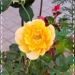 鉢植え/元気の源/癒しの場所/癒しの空間/薔薇/お花大好き/... 今日も素敵な一日になりますように(♥Ü♥…(1枚目)