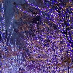 グランモール公園/ヨコハマミライト/横浜/イルミネーション/クリスマスイルミネーション/メリークリスマス 横浜
イルミネーション🌃🌟

ここもメチ…(3枚目)
