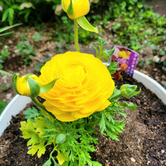 庭の花たち/ガーデニング/鉢植え/我が家の庭の花/ラナンキュラス/お花大好き 以前娘の卒業祝いに
お花屋さんでアレンジ…(2枚目)