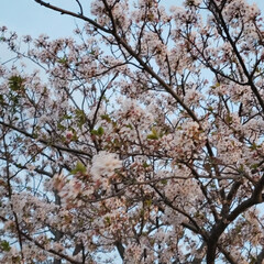 季節の花/夕方/桜の季節/桜の木/葉桜/おでかけ 夕方出かけたときに見た桜🌸

葉桜になり…(1枚目)