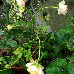 雨にやられた/お花大好き/バラ/ガーデニング/我が家の庭の花/花のある生活/... 数日前まで元気に咲いていた
バラ
昨日の…(3枚目)
