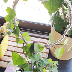 観葉植物 アイビーのフォトまとめ Limia リミア