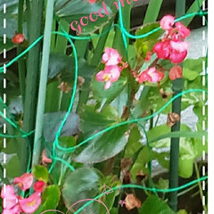 朝顔観察日記/ベゴニア/朝顔/庭の花たち/我が家の庭の花/ガーデニング/... 今日も素敵な一日になりますように(♥Ü♥…(1枚目)